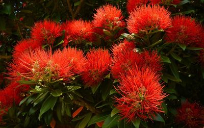 Close-up of red flowers