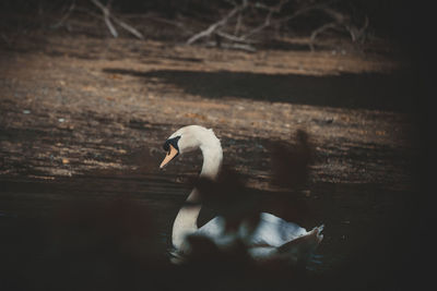 View of swan in lake