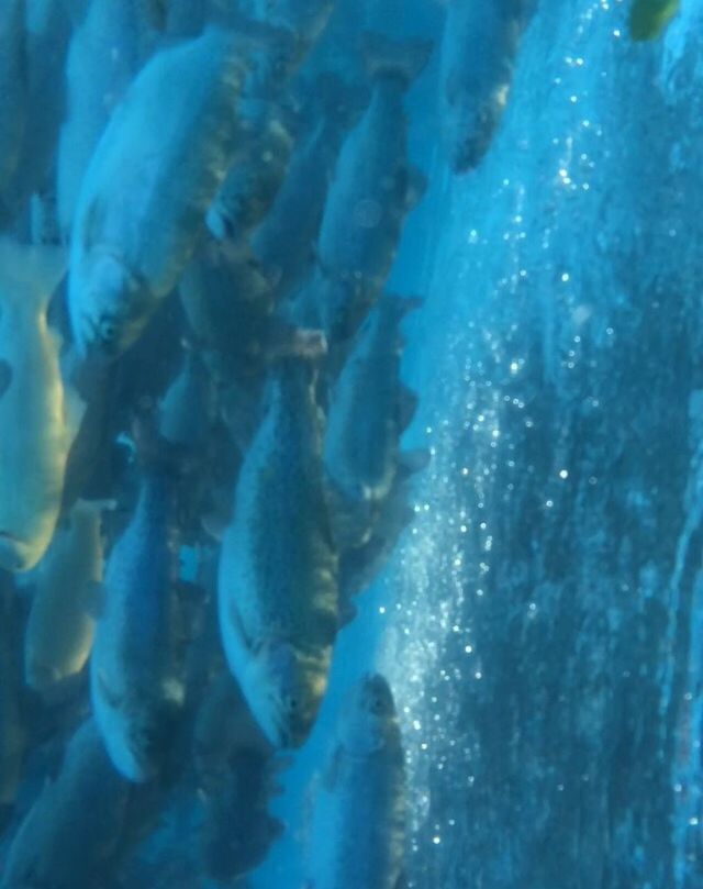 underwater, animal themes, animals in the wild, sea life, swimming, undersea, fish, wildlife, water, sea, blue, aquarium, animals in captivity, one animal, transparent, school of fish, close-up, two animals, nature