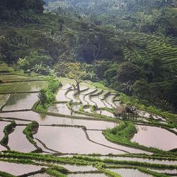 High angle view of trees on landscape