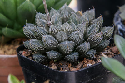 Close-up of succulent plant