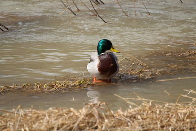 Duck swimming in lake