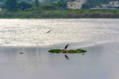 Birds flying over water