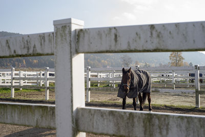 Horse standing in ranch against sky