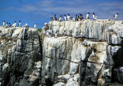 Low angle view of birds on rock