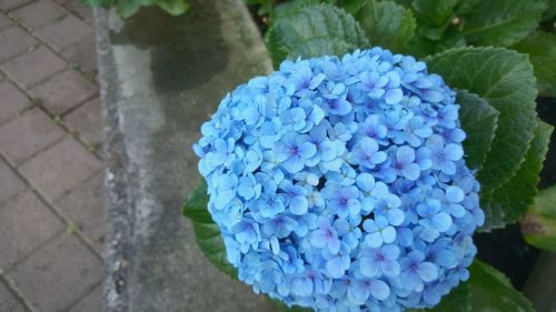 Close-up of purple flowers