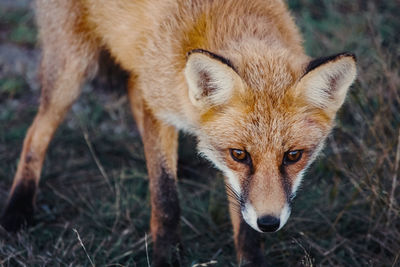 Autumn portrait of a wild fox