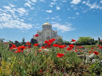 Red flowering plants by building against sky