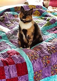 Portrait of cat relaxing on bed