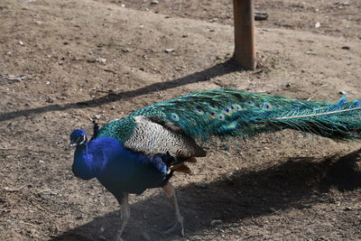 High angle view of peacock