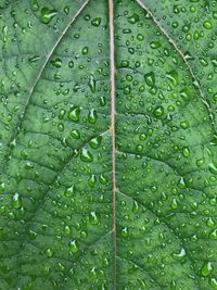 Full frame shot of wet leaves on rainy day