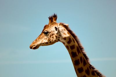 Close-up of giraffe against clear sky