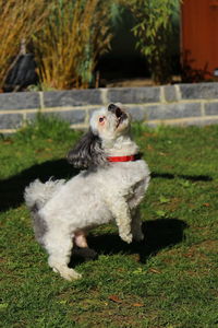 Scenic view of a small dog starting to move up