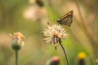Close-up of butterfly pollinating on flower