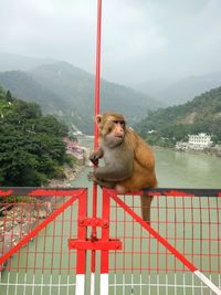 Monkey on mountain against sky