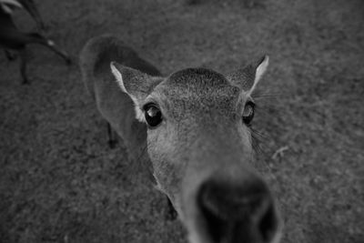 Portrait of deer