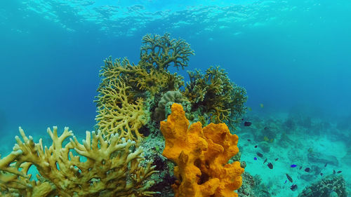 Underwater scene coral reef. tropical underwater sea fishes. panglao, bohol, philippines.