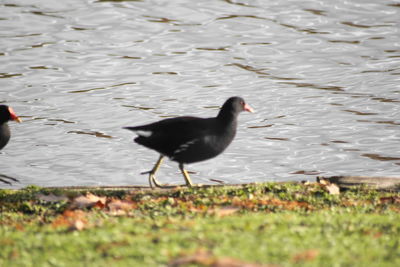Bird on a lake