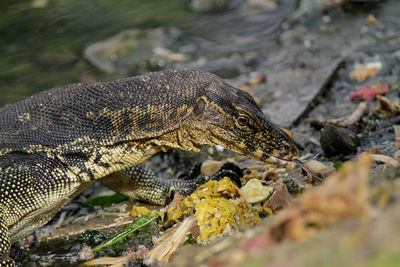 Close-up of a reptile on field