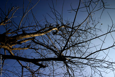 Low angle view of bare tree against clear sky