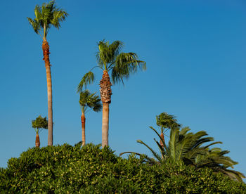 Palm with blue sky in the background