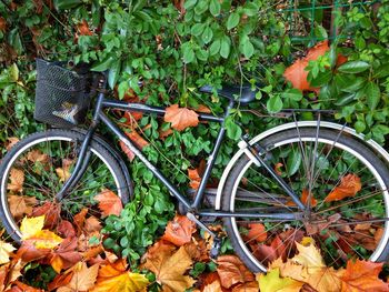 Bicycle parked by plants