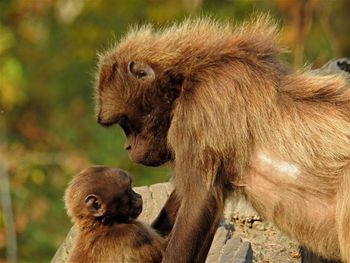 Close-up of monkeys