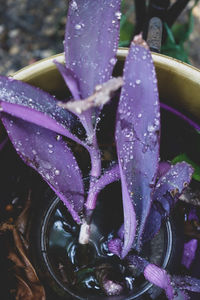 Close-up of water drops on purple flower