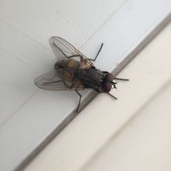 High angle view of fly on table