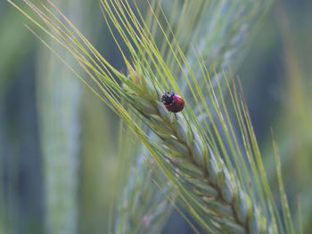 Close-up of ladybug on plant