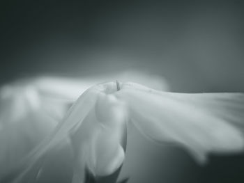 Close-up of white flower on bed