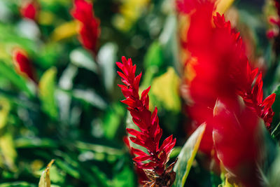 Close-up of red flowering plant