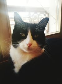 Close-up portrait of cat sitting at window