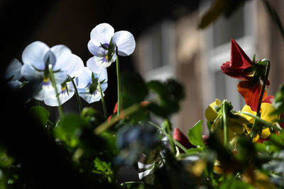 Close-up of white flowers