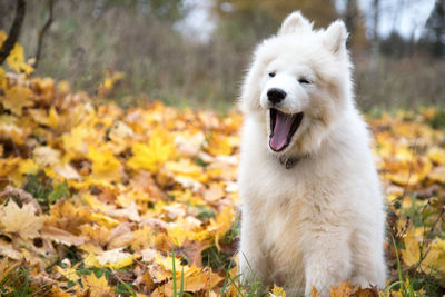 Close-up of dog