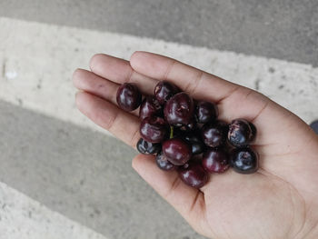 High angle view of hand holding berries