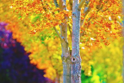 Close-up of maple tree