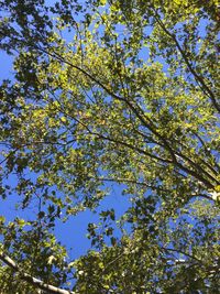 Low angle view of tree against sky