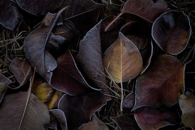 Close-up of dry leaves