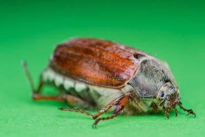 Close-up of insect on green leaf