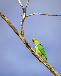 Indian ring-necked parakeetparrot on dry tree branch with  blue sky background.