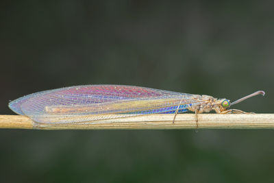 Close-up of damselfly on leaf