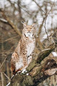 Cat looking away on tree