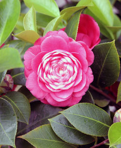 Close-up of pink rose