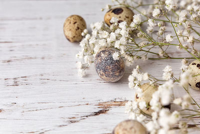 Easter picture with quail eggs and small flowers on a light wooden background. 