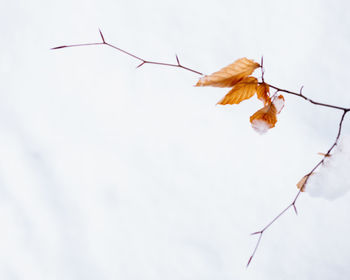 Close-up of dry leaves on plant against sky