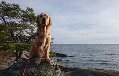 Dog sitting on rock by sea against sky