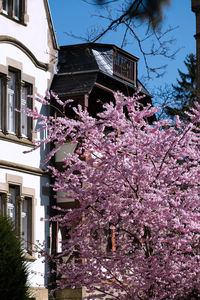 Low angle view of pink cherry blossom against building