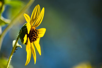 Close-up of yellow flowering plant