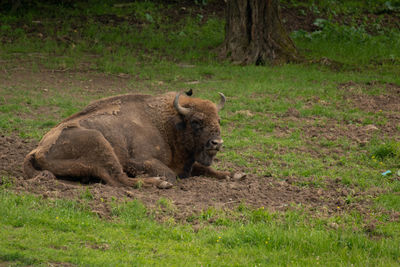 Lion relaxing in a field